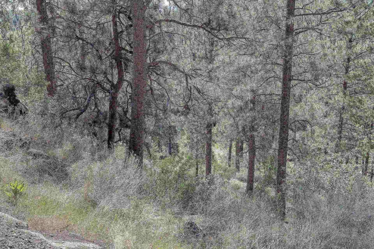 A tranquil forest setting with tall pine trees, dense underbrush, and rocky terrain. The environment exudes peace and the promise of exploration, inviting visitors to wander, hike, and discover hidden clearings and wildlife.