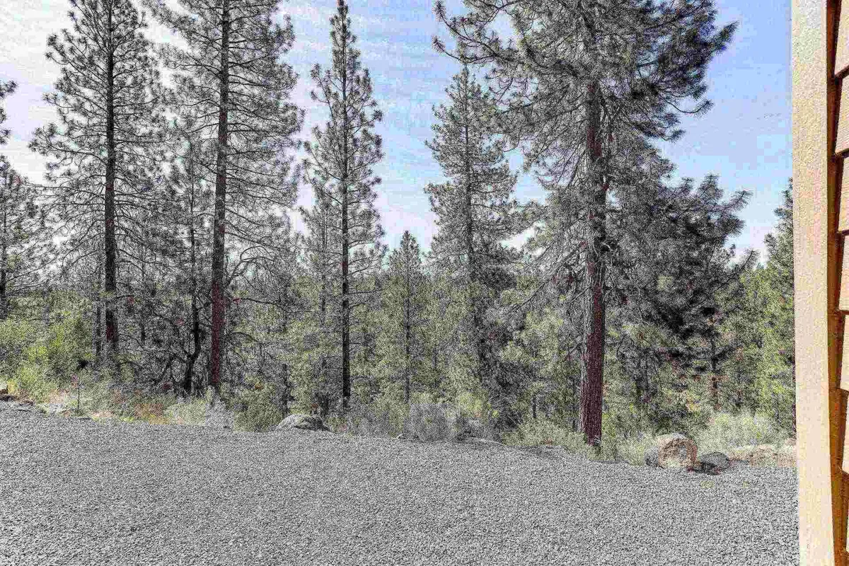 This serene exterior shot features tall pine trees and a quiet gravel area leading into the forest, suggesting opportunities for nature walks, outdoor play, and peaceful family moments. The natural setting hints at the variety of outdoor activities available at the resort and the broader adventure waiting just outside the door.